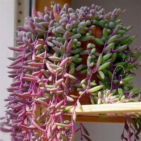耐強風植物 紫玄山